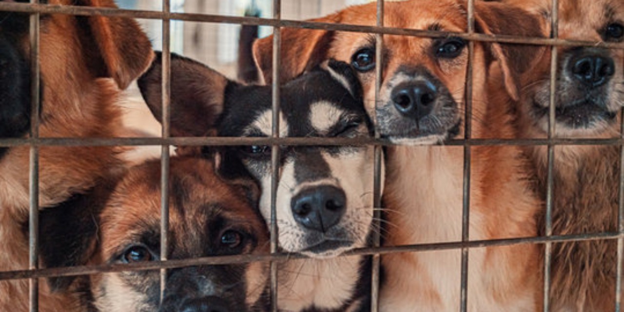 Building a Better World for Animals: The Role of Community Support